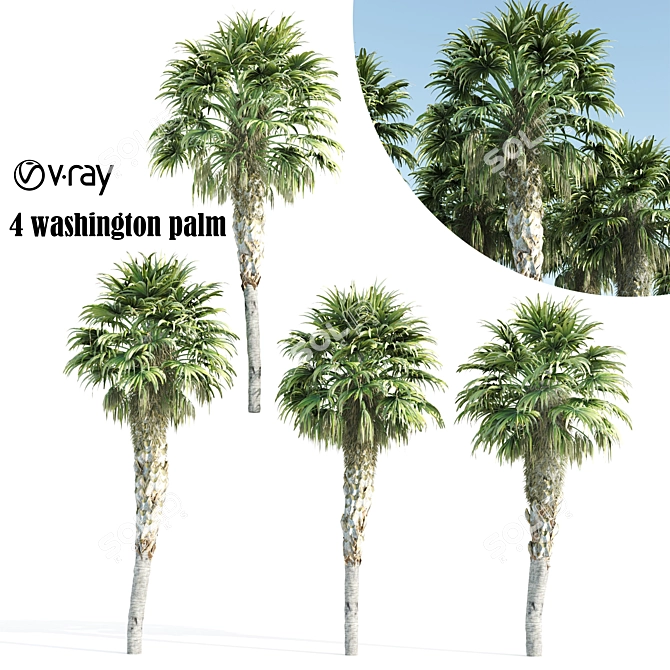 Elegant 12-14m Washington Palms 3D model image 1