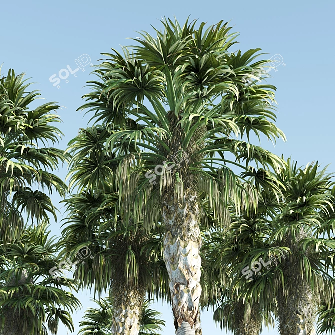 Elegant 12-14m Washington Palms 3D model image 2