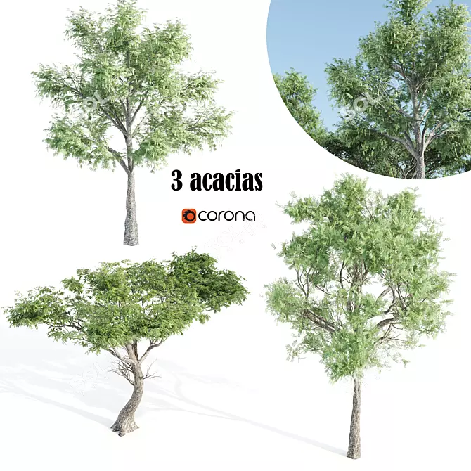 Tall and Majestic Acacia Trees 3D model image 1