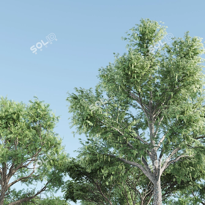 Tall and Majestic Acacia Trees 3D model image 2