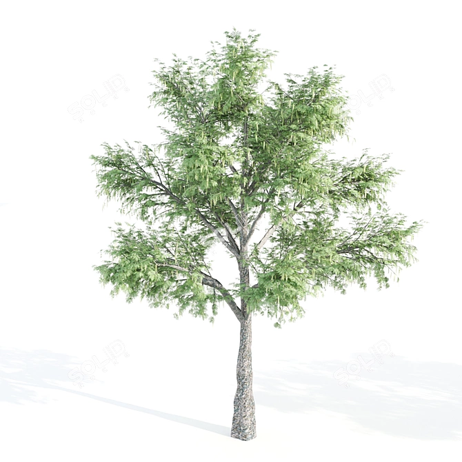 Tall and Majestic Acacia Trees 3D model image 5