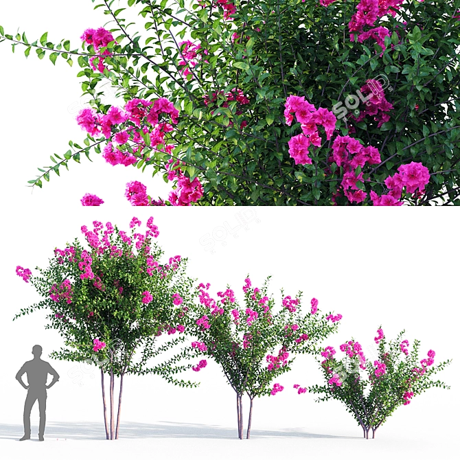 Vibrant Purple Crape Myrtle 3D model image 1