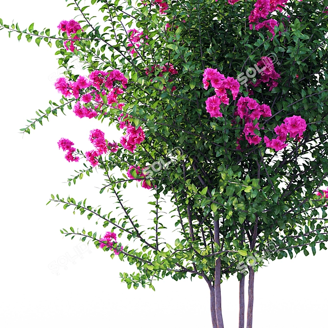 Vibrant Purple Crape Myrtle 3D model image 2