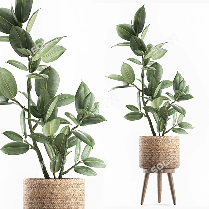 Exotic Room Plants in Baskets 3D model image 1