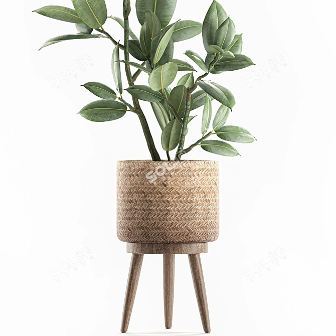 Exotic Room Plants in Baskets 3D model image 3