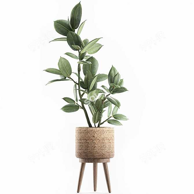 Exotic Room Plants in Baskets 3D model image 4