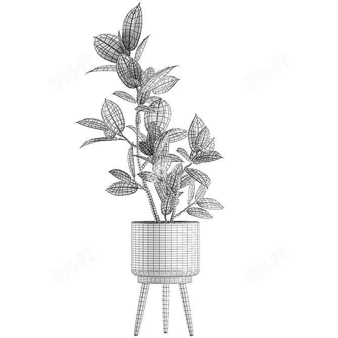 Exotic Room Plants in Baskets 3D model image 5