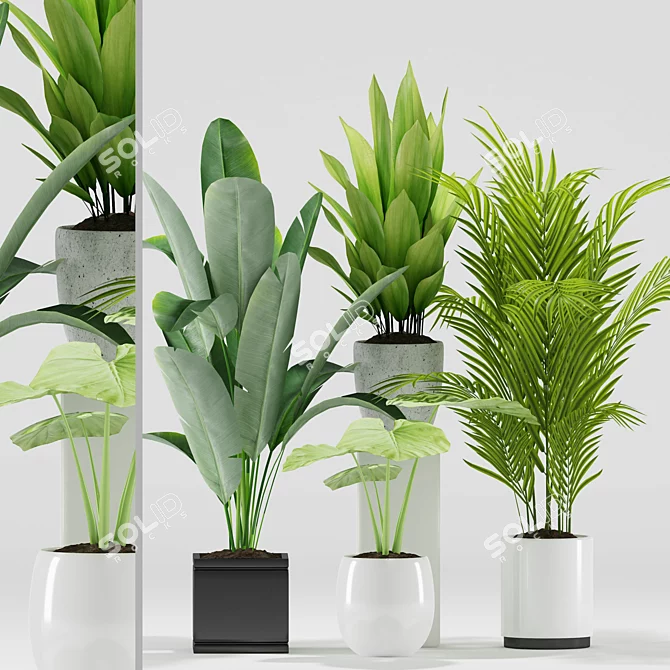 Exotic Plant Set: Palm Majesty, Alocasia, Aspidistra, Banana Plants 3D model image 1