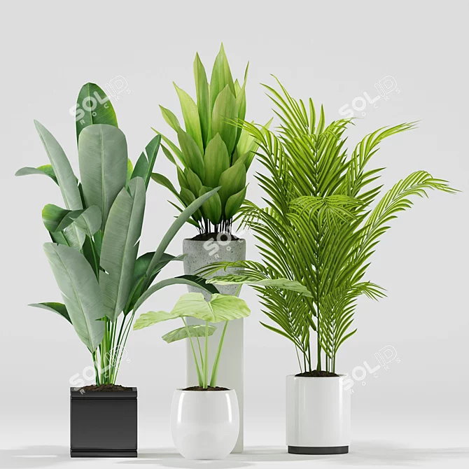 Exotic Plant Set: Palm Majesty, Alocasia, Aspidistra, Banana Plants 3D model image 2