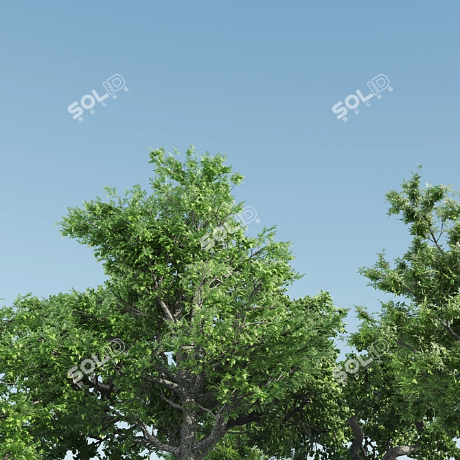  Trio of Majestic Ash Trees 3D model image 2