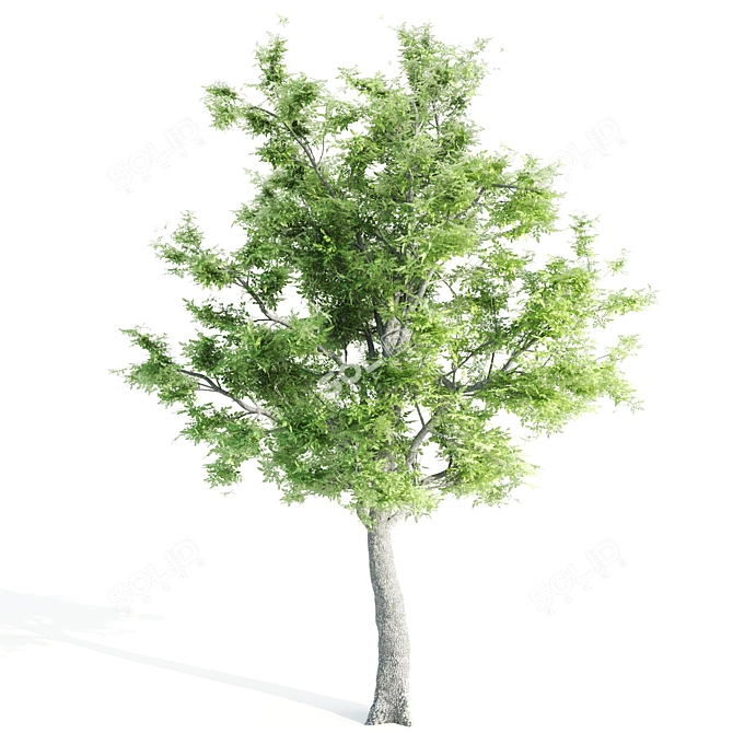  Trio of Majestic Ash Trees 3D model image 3