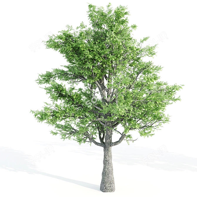  Trio of Majestic Ash Trees 3D model image 4