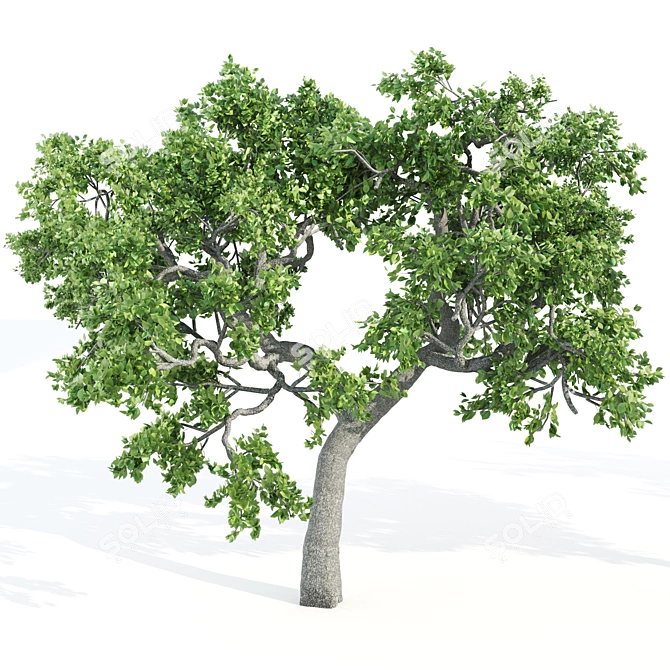  Trio of Majestic Ash Trees 3D model image 5