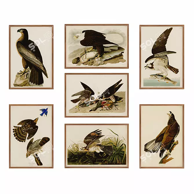 Audubon's Exquisite Bird Posters 3D model image 1