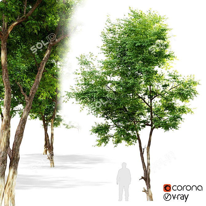 Elegant Ash Tree - 6m 3D model image 1