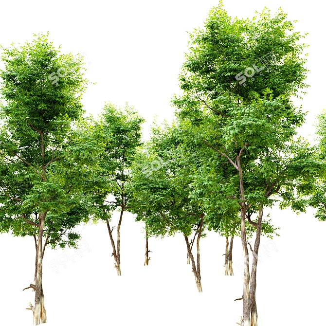Elegant Ash Tree - 6m 3D model image 2