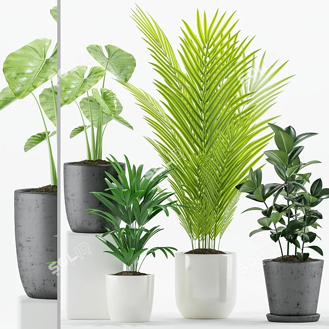 Tropical Plant Set - Majestic Palms & Alocasia 3D model image 1