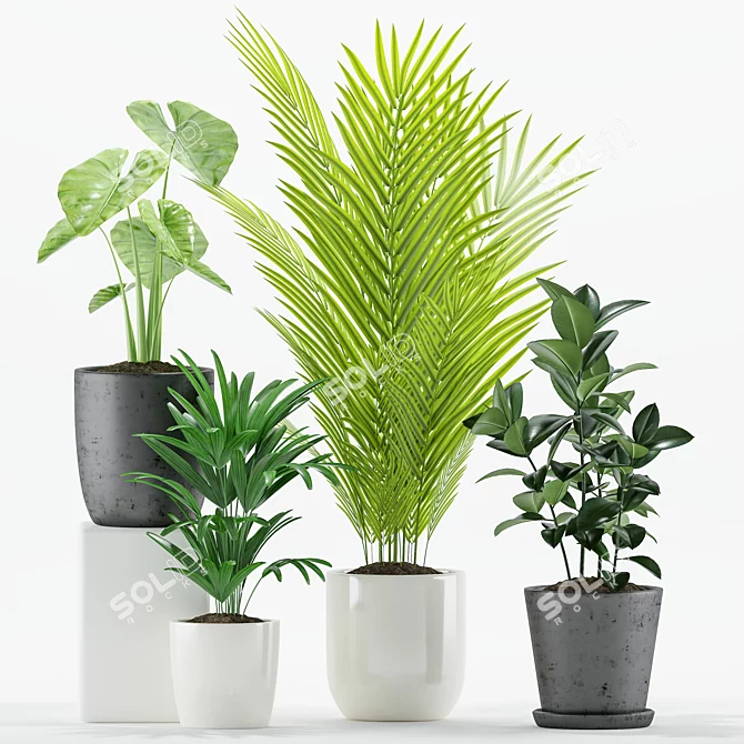 Tropical Plant Set - Majestic Palms & Alocasia 3D model image 2