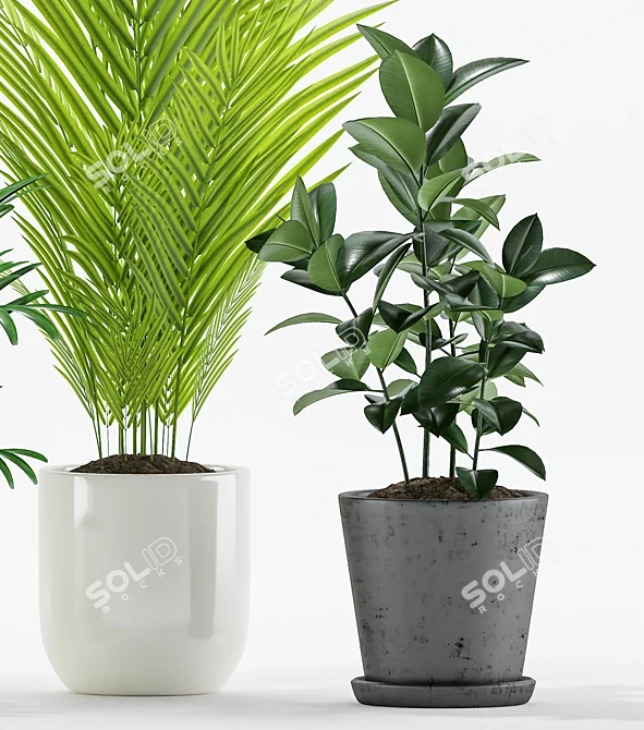 Tropical Plant Set - Majestic Palms & Alocasia 3D model image 3