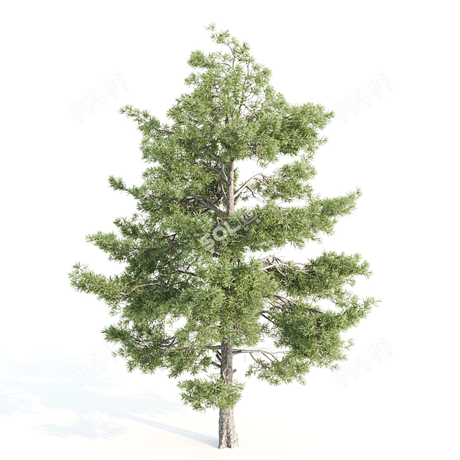  Majestic Pine Tree - 20m Height 3D model image 3