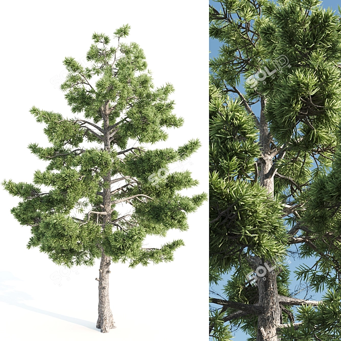  Tall Pine Tree with 17m Height 3D model image 1