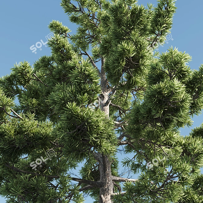  Tall Pine Tree with 17m Height 3D model image 2
