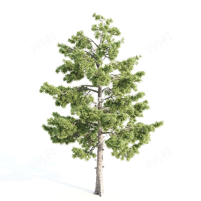  Tall Pine Tree with 17m Height 3D model image 3