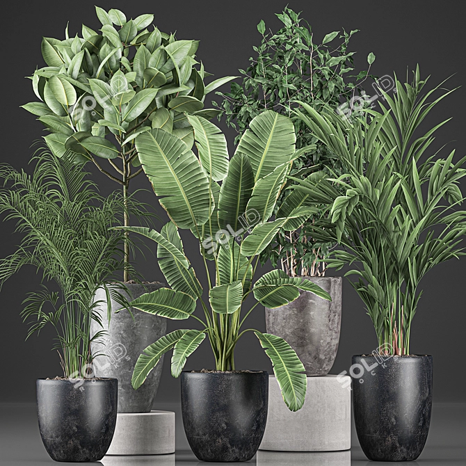 Indoor Plant Collection: Ficus, Banana Palm & Exotics 3D model image 1