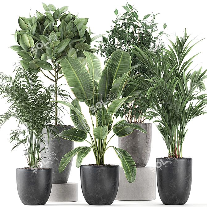 Indoor Plant Collection: Ficus, Banana Palm & Exotics 3D model image 4