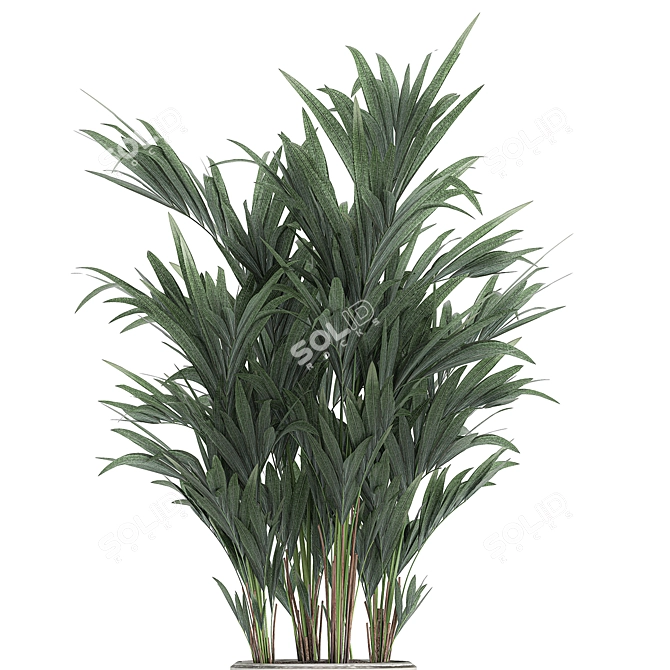 Exotic Palm Collection in White Pot 3D model image 3