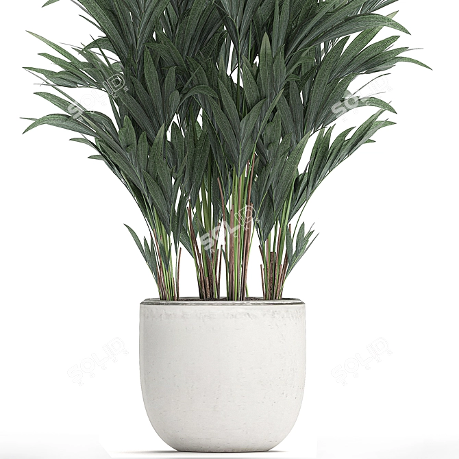 Exotic Palm Collection in White Pot 3D model image 4