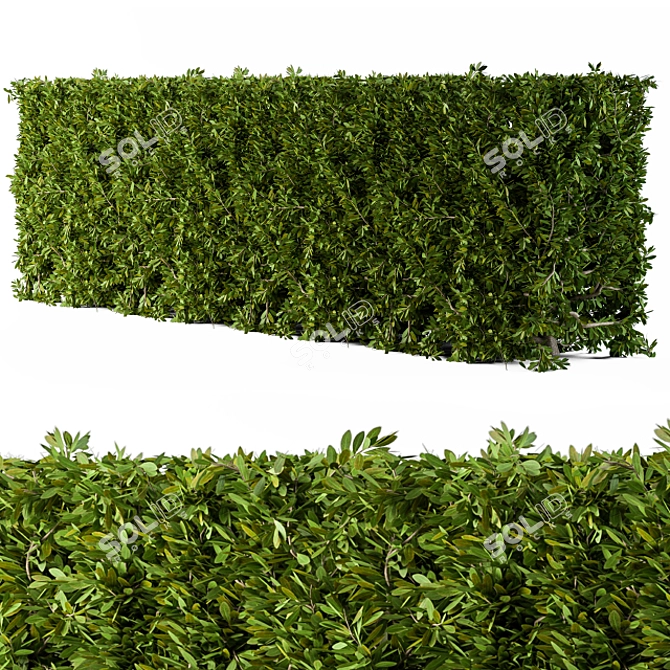 Cube Bush Broadleaf Wall 3D model image 1