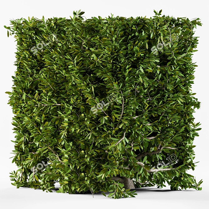 Cube Bush Broadleaf Wall 3D model image 2