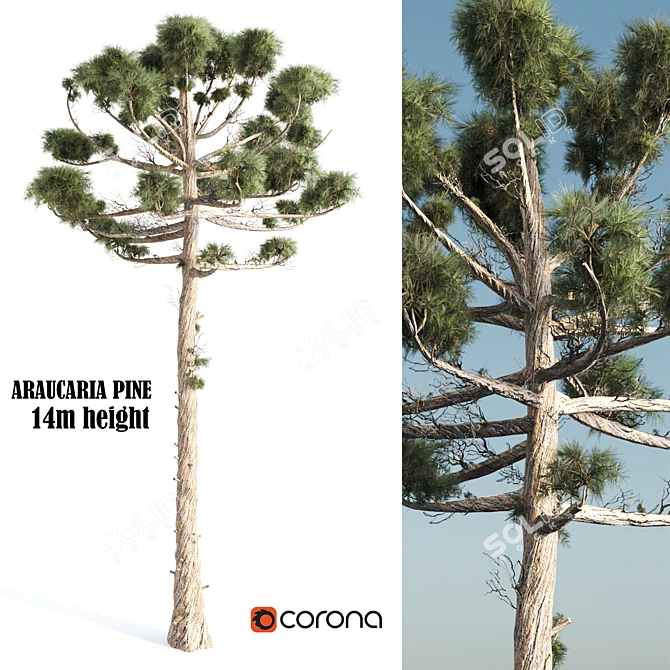 Giant 14m Araucaria Pine 3D model image 1