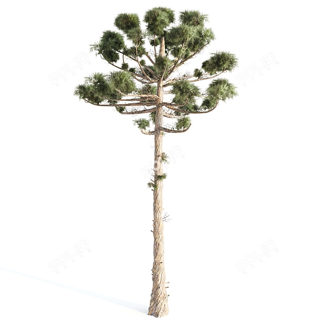 Giant 14m Araucaria Pine 3D model image 3