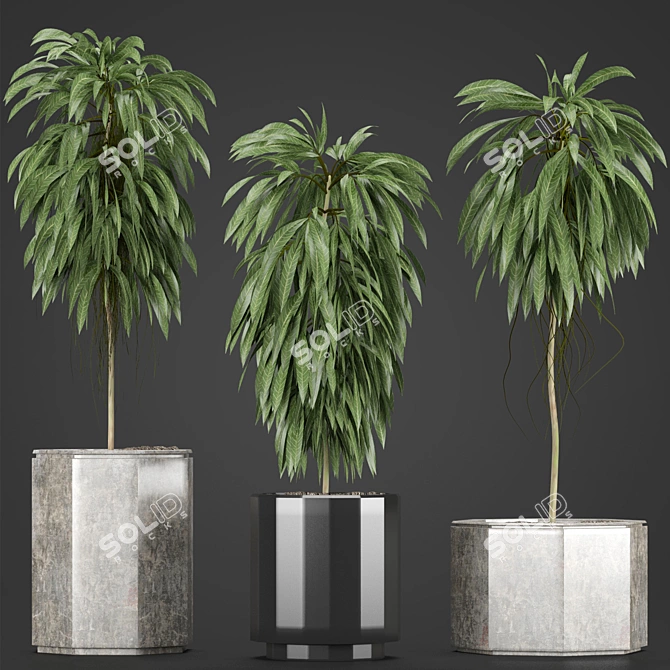 Indoor Plants Collection: Howea, Ficus, Dracaena, and More 3D model image 1