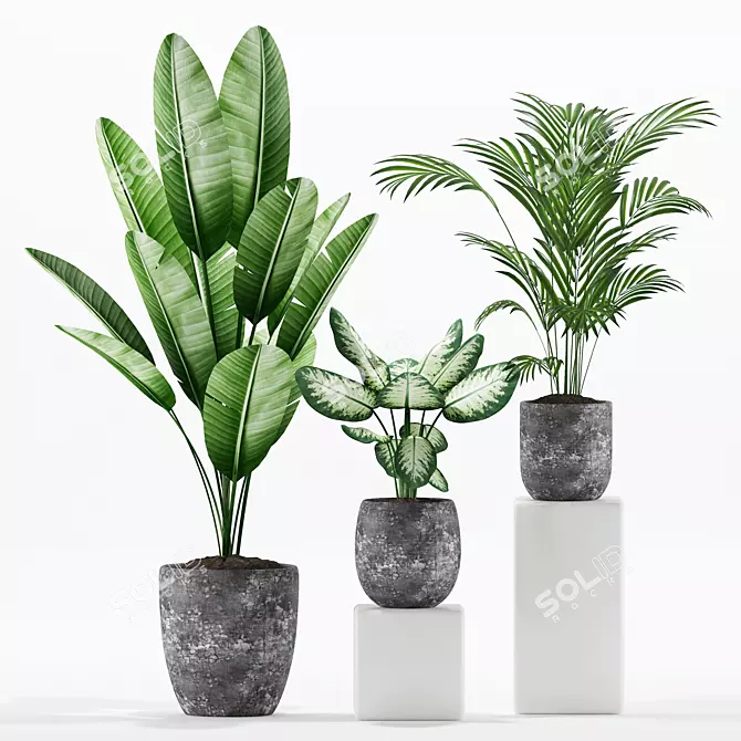 Exotic Plants Set: Paradise, Dumb Cane, Palm Majesty 3D model image 2