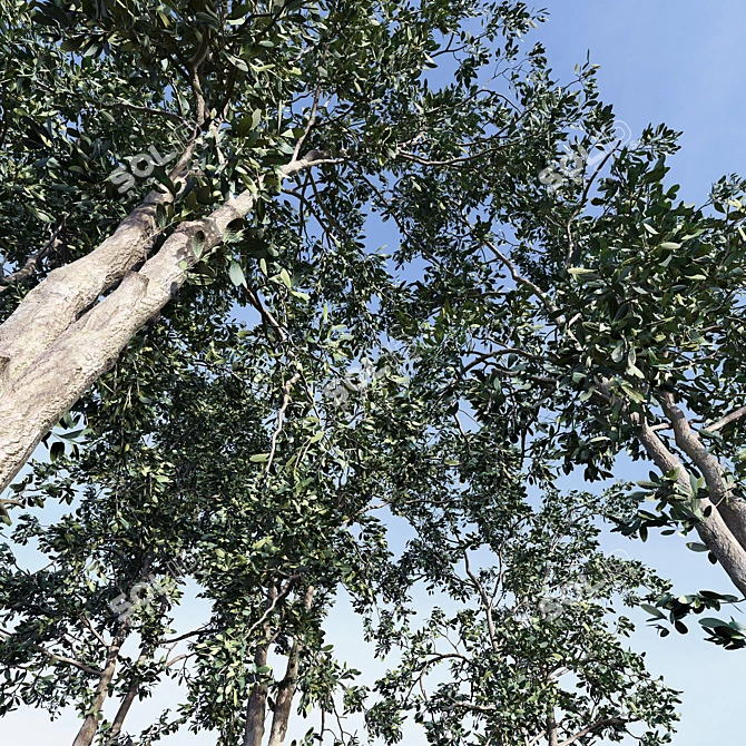Three Splendid Vray Trees 3D model image 3