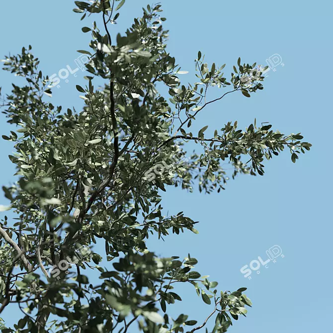 Three Splendid Vray Trees 3D model image 4