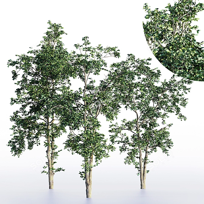 Corona Sapling Tree Set 3D model image 1
