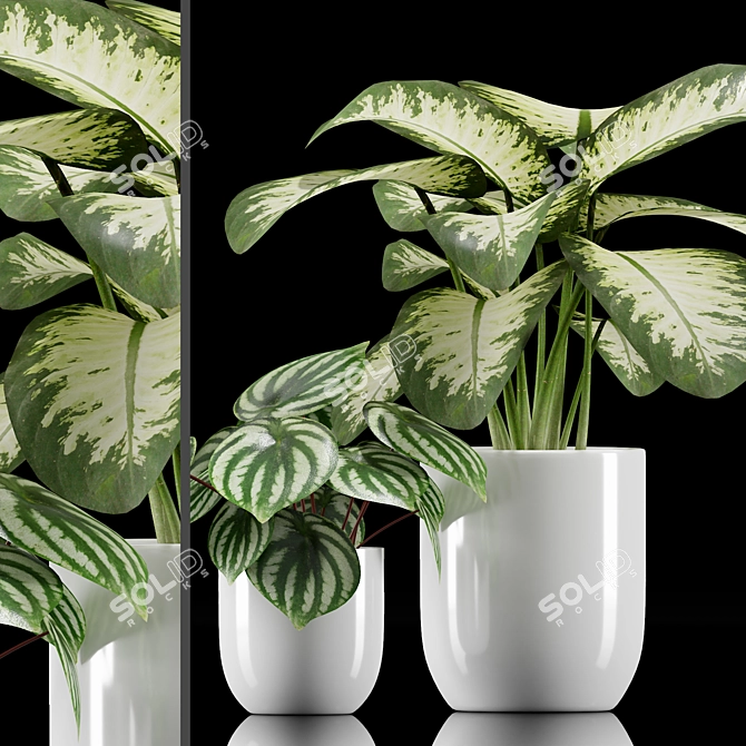 Tropical Plant Set: Dumb Cane & Peperomia 3D model image 1