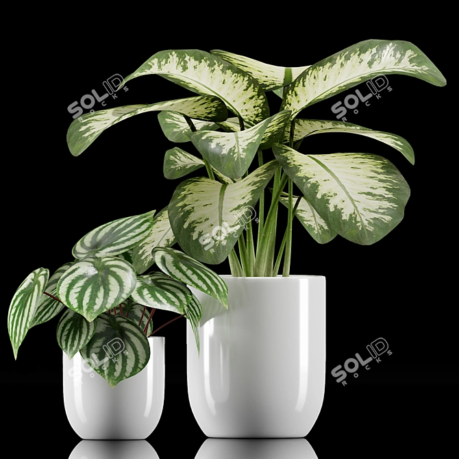 Tropical Plant Set: Dumb Cane & Peperomia 3D model image 2