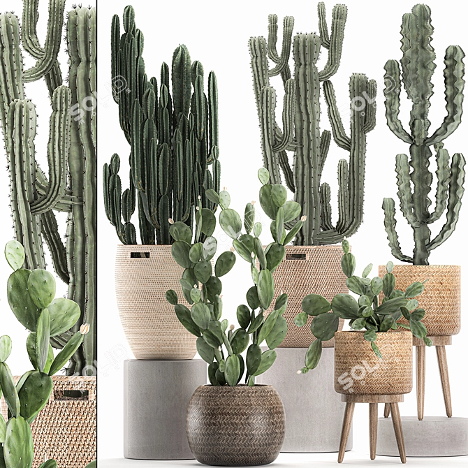 Exotic Cactus Collection in Rattan Baskets 3D model image 1