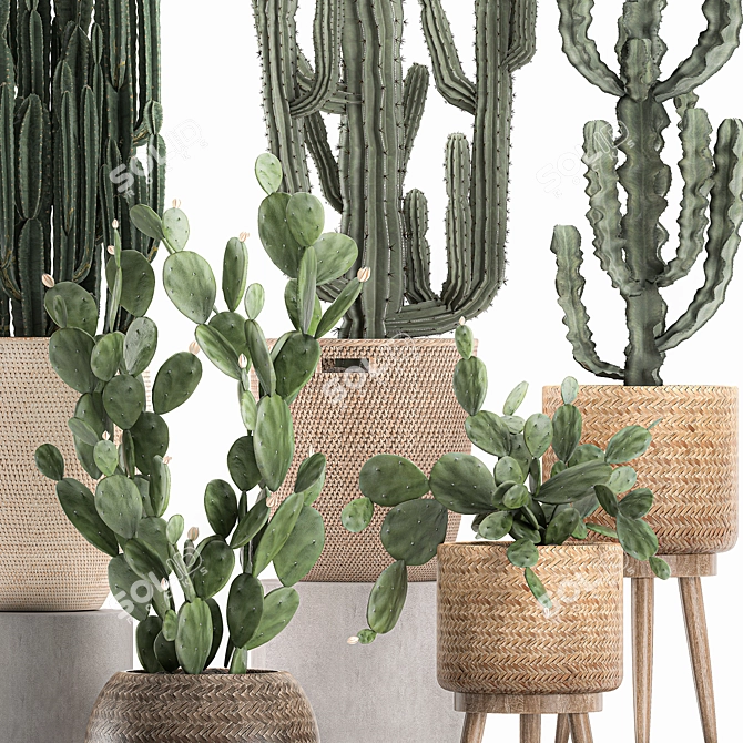 Exotic Cactus Collection in Rattan Baskets 3D model image 2