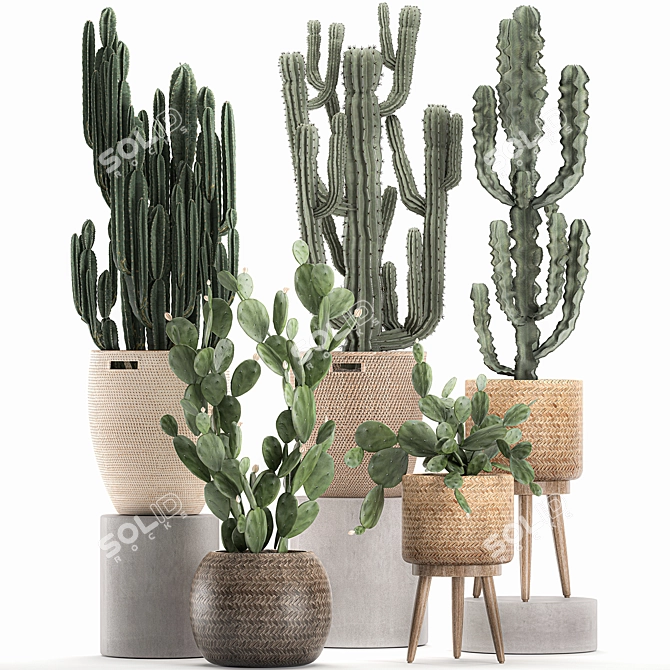 Exotic Cactus Collection in Rattan Baskets 3D model image 4
