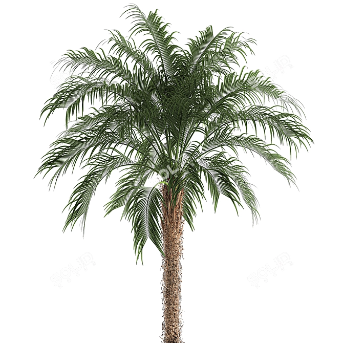 Tropical Palm Collection 3D model image 2