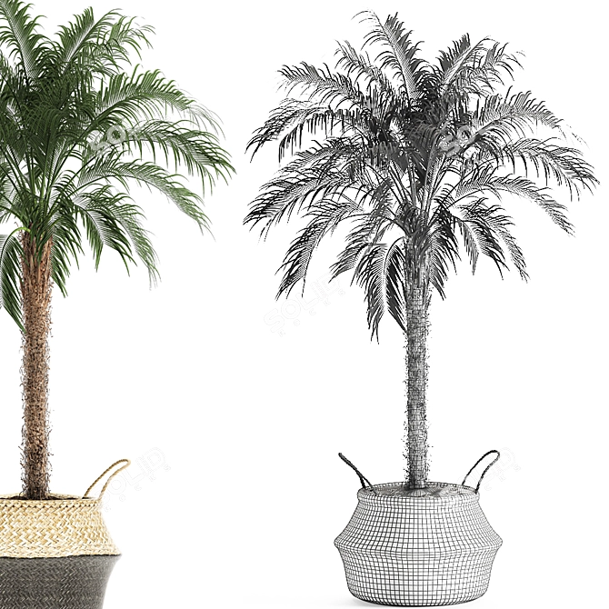 Tropical Palm Collection 3D model image 5