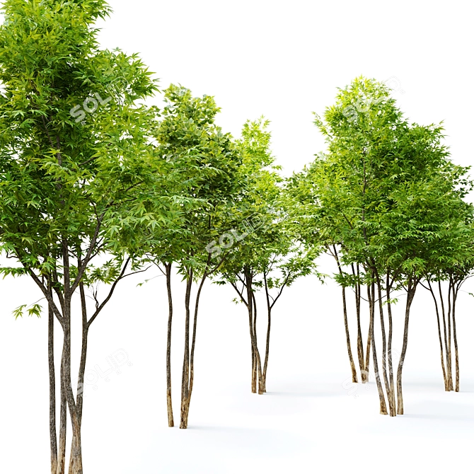 Twin Majestic Maple Trees 3D model image 2