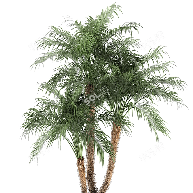 Tropical Paradise Collection: Exotic Indoor Palm Trees - Set of 4 3D model image 2