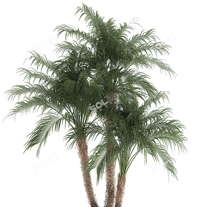 Tropical Plant Collection: Exotic Indoor Palms 3D model image 2